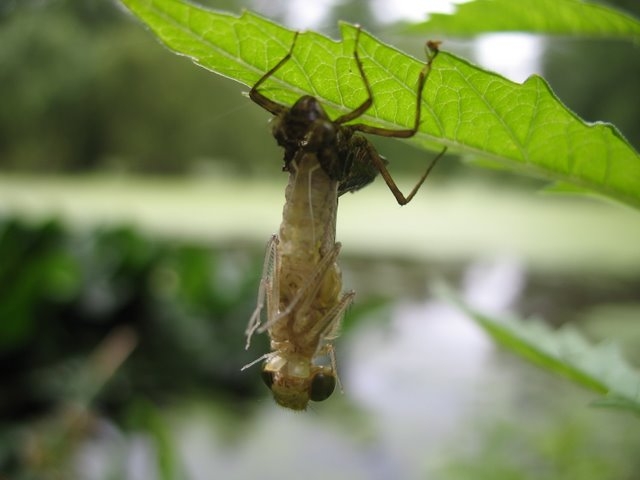 2007 06 Suivi d'un milieu au PDH 06